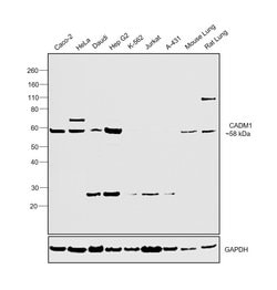 Invitrogen CADM1 Polyclonal Antibody 100 &mu;L; Unconjugated:Antibodies,