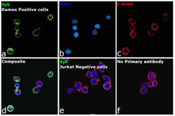Invitrogen Syk Polyclonal Antibody 100 &mu;L | Buy Online | Invitrogen&trade; | Fisher Scientific