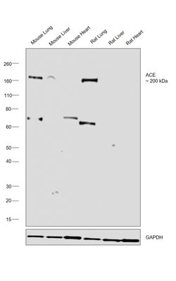 Invitrogen ACE Polyclonal Antibody 100 &mu;L; Unconjugated:Anticorps, Polyclonal