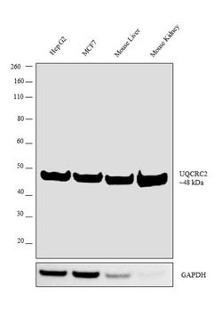 Invitrogen UQCRC2 Polyclonal Antibody 100 &mu;L; Unconjugated:Antibodies,