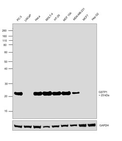 Invitrogen GSTP1 Polyclonal Antibody 100 &mu;L; Unconjugated:Antibodies,