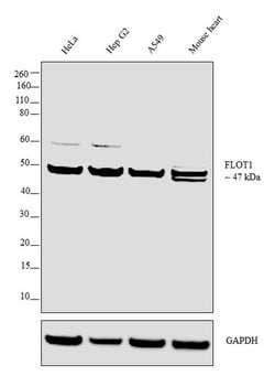 Invitrogen Flotillin 1 Polyclonal Antibody 100 &mu;L; Unconjugated:Antibodies,