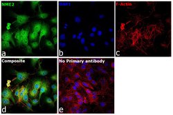 Invitrogen NME2 Polyclonal Antibody 100 &mu;L; Unconjugated:Antibodies,