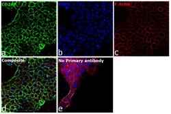 Invitrogen CD2AP Polyclonal Antibody 100 &mu;L; Unconjugated:Antibodies,