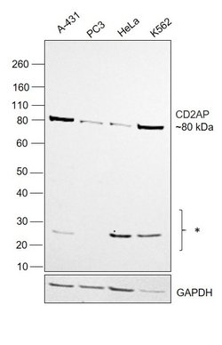 Invitrogen CD2AP Polyclonal Antibody 100 &mu;L; Unconjugated:Antibodies,