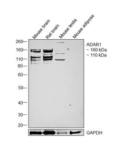 Invitrogen ADAR Polyclonal Antibody 100 &mu;L; Unconjugated:Antibodies,