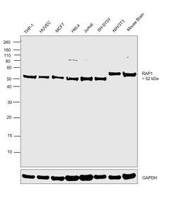 Invitrogen RAP1 Polyclonal Antibody 100 &mu;L; Unconjugated:Antibodies,