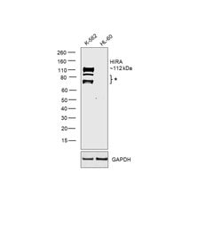 Invitrogen HIRA Polyclonal Antibody 100 &mu;L; Unconjugated:Antibodies,