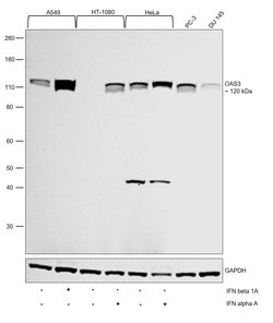 Invitrogen OAS3 Polyclonal Antibody 100 &mu;L; Unconjugated:Antibodies,