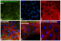 Invitrogen Phospho-c-Jun (Ser73) Polyclonal Antibody 100 &mu;L; Unconjugated:Antibodies,