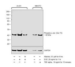 Invitrogen Phospho-c-Jun (Ser73) Polyclonal Antibody 100 &mu;L; Unconjugated:Antibodies,