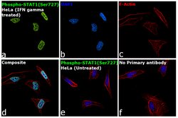 Invitrogen Phospho-STAT1 (Ser727) Polyclonal Antibody 100 &mu;L; Unconjugated:Antibodies,