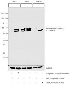 Invitrogen Phospho-STAT1 (Ser727) Polyclonal Antibody 100 &mu;L; Unconjugated:Antibodies,