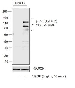 Invitrogen Phospho-FAK (Tyr397) Polyclonal Antibody 100 &mu;L | Buy Online | Invitrogen&trade; | Fisher Scientific