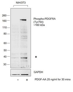 Phospho-PDGFRA (Tyr754) Polyclonal Antibody:Antibodies, Polyclonal