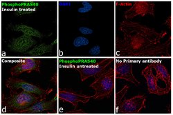 Invitrogen Phospho-PRAS40 (Thr246) Polyclonal Antibody 100 &mu;L; Unconjugated:Antibodies,