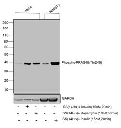 Invitrogen Phospho-PRAS40 (Thr246) Polyclonal Antibody 100 &mu;L; Unconjugated:Antibodies,