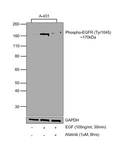 Invitrogen Phospho-EGFR (Tyr1045) Polyclonal Antibody 100 &mu;L; Unconjugated:Antibodies,