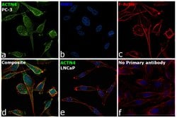 Invitrogen eIF3d Polyclonal Antibody 100 &mu;g; Unconjugated:Antibodies,