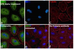 Invitrogen IFIT3 Polyclonal Antibody 100 &mu;g; Unconjugated:Antibodies,
