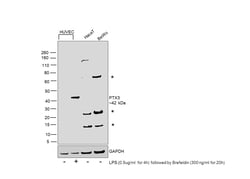 Invitrogen PTX3 Polyclonal Antibody 100 &mu;g; Unconjugated:Antibodies,