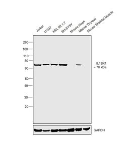 Invitrogen IL18R1 Polyclonal Antibody 100 &mu;g; Unconjugated:Antibodies,