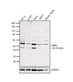 Invitrogen CRBN Polyclonal Antibody 100 &mu;L; Unconjugated:Antibodies,