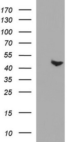 PAAF1 Mouse anti-Human, Clone: OTI1F11, liquid, TrueMAB 100 &mu;L; Unconjugated:Antibodies,
