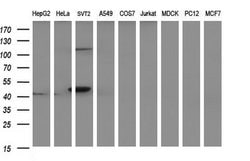 PAAF1 Mouse anti-Human, Clone: OTI1F11, liquid, TrueMAB 100 &mu;L; Unconjugated:Antibodies,