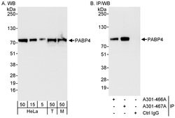 PABP4 Rabbit anti-Human, Mouse, Polyclonal, Bethyl Laboratories 100 &mu;L;