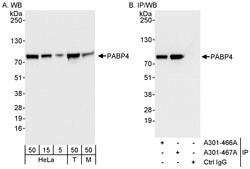PABP4 Rabbit anti-Human, Mouse, Polyclonal, Bethyl Laboratories 100 &mu;L;