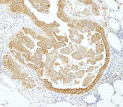 PABP4 Polyclonal Antibody, Bethyl Laboratories 10 &mu;L; Unconjugated:Antibodies,