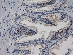 PACSIN3 Monoclonal Antibody (OTI2E4), TrueMAB , OriGene:Antibodies:Primary