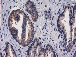 PACSIN3 Monoclonal Antibody (OTI2E4), TrueMAB , OriGene 30 &mu;L; Unconjugated:Antibodies,