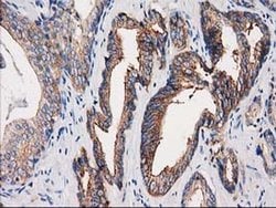 PACSIN3 Monoclonal Antibody (OTI4F8), TrueMAB , OriGene 30 &mu;L; Unconjugated:Antibodies,