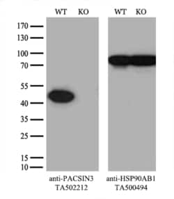 PACSIN3 Monoclonal Antibody (OTI2E4), TrueMAB , OriGene 30 &mu;L; Unconjugated:Antibodies,