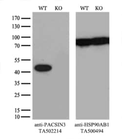 PACSIN3 Monoclonal Antibody (OTI4G7), TrueMAB , OriGene 30 &mu;L; Unconjugated:Antibodies,