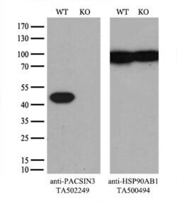 PACSIN3 Monoclonal Antibody (OTI4F8), TrueMAB , OriGene 30 &mu;L; Unconjugated:Antibodies,