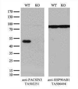 PACSIN3 Monoclonal Antibody (OTI2A3), TrueMAB , OriGene 30 &mu;L; Unconjugated:Antibodies,