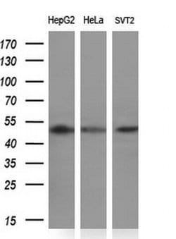PACSIN3 Monoclonal Antibody (OTI2E4), TrueMAB , OriGene 30 &mu;L; Unconjugated:Antibodies,