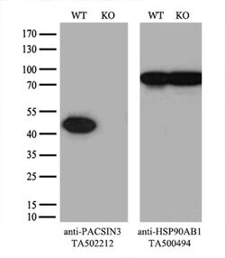 PACSIN3 Monoclonal Antibody (OTI2E4), TrueMAB , OriGene 30 &mu;L; Unconjugated:Antibodies,