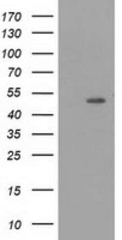 PACSIN3 Mouse anti-Canine, Human, Rat, Clone: OTI2A6, lyophilized, TrueMAB