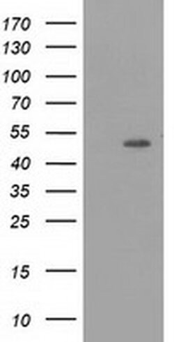 PACSIN3 Monoclonal Antibody (OTI2A6), TrueMAB , OriGene 100 &mu;L; Unconjugated:Antibodies,