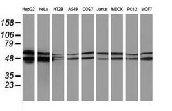 PACSIN3 Mouse anti-Canine, Human, Rat, Clone: OTI2A6, lyophilized, TrueMAB