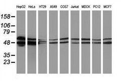 PACSIN3 Monoclonal Antibody (OTI2A6), TrueMAB , OriGene 100 &mu;L; Unconjugated:Antibodies,