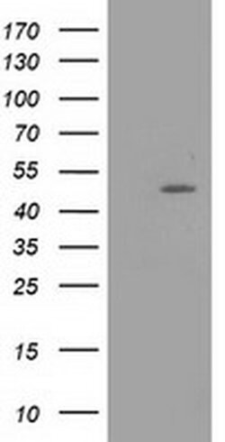 PACSIN3 Monoclonal Antibody (OTI4G7), TrueMAB , OriGene 30 &mu;L; Unconjugated:Antibodies,