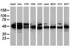 PACSIN3 Monoclonal Antibody (OTI4G7), TrueMAB , OriGene 30 &mu;L; Unconjugated:Antibodies,