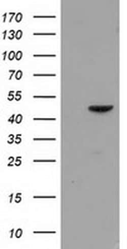 PACSIN3 Monoclonal Antibody (OTI4A7), TrueMAB , OriGene 100 &mu;L; Unconjugated:Antibodies,