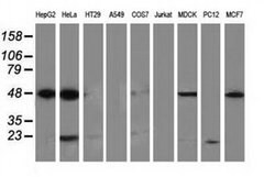 PACSIN3 Monoclonal Antibody (OTI4A7), TrueMAB , OriGene 100 &mu;L; Unconjugated:Antibodies,