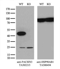 PACSIN3 Monoclonal Antibody (OTI4A7), TrueMAB , OriGene 100 &mu;L; Unconjugated:Antibodies,